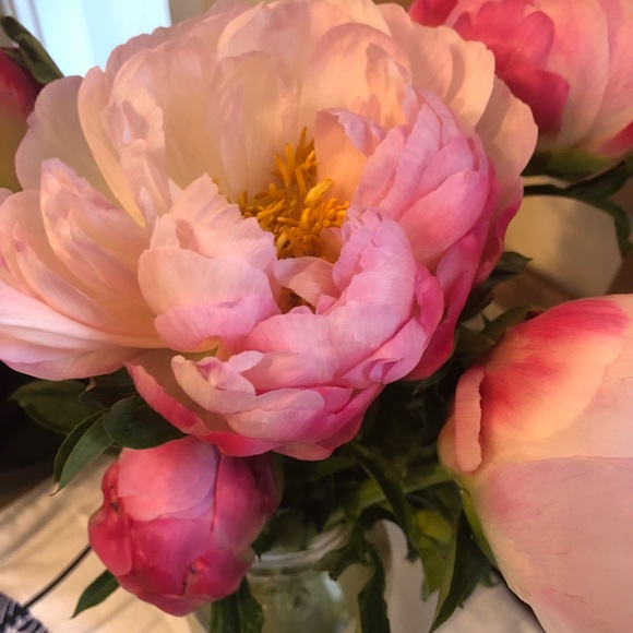 Meet your Posher, Annika - Picture 1 of 1